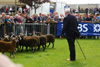 Royal Highland Show